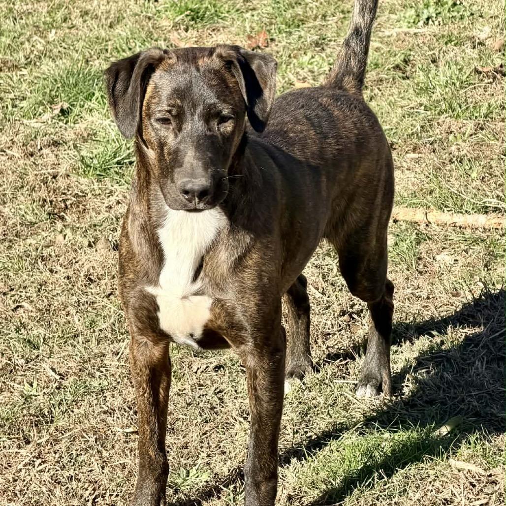 Jagger, Adoptable, Young Male Hound & Mixed Breed.