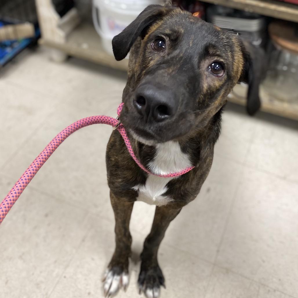 Enlarge Jagger, a Adoptable mixed breed in Caryville, TN image 1/6