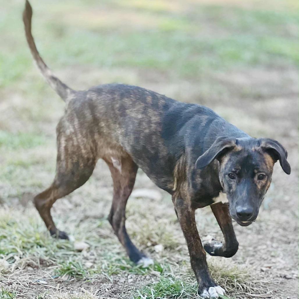 Enlarge Jagger, a Adoptable mixed breed in Caryville, TN image 2/6