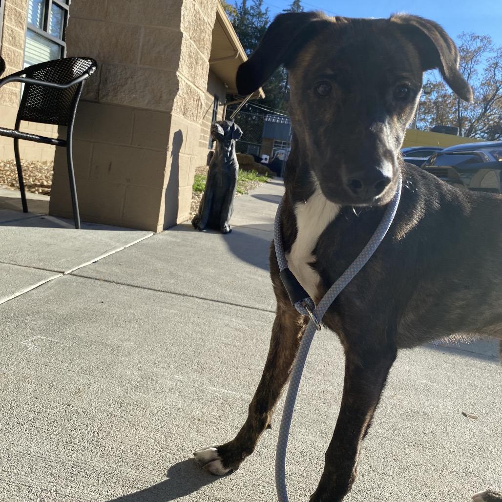 Enlarge Jagger, a Adoptable mixed breed in Caryville, TN image 5/6