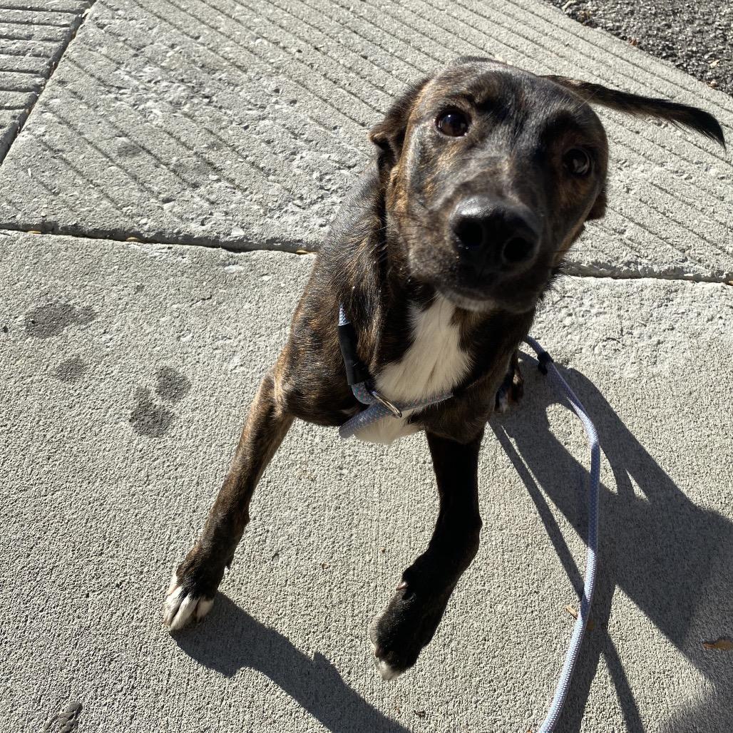 Enlarge Jagger, a Adoptable mixed breed in Caryville, TN image 6/6