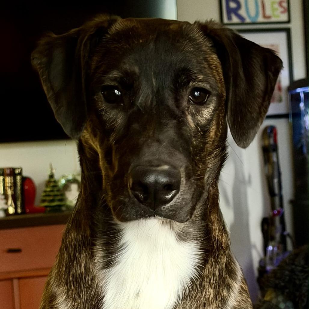 Enlarge Jagger, a Adoptable mixed breed in Caryville, TN image 6/6