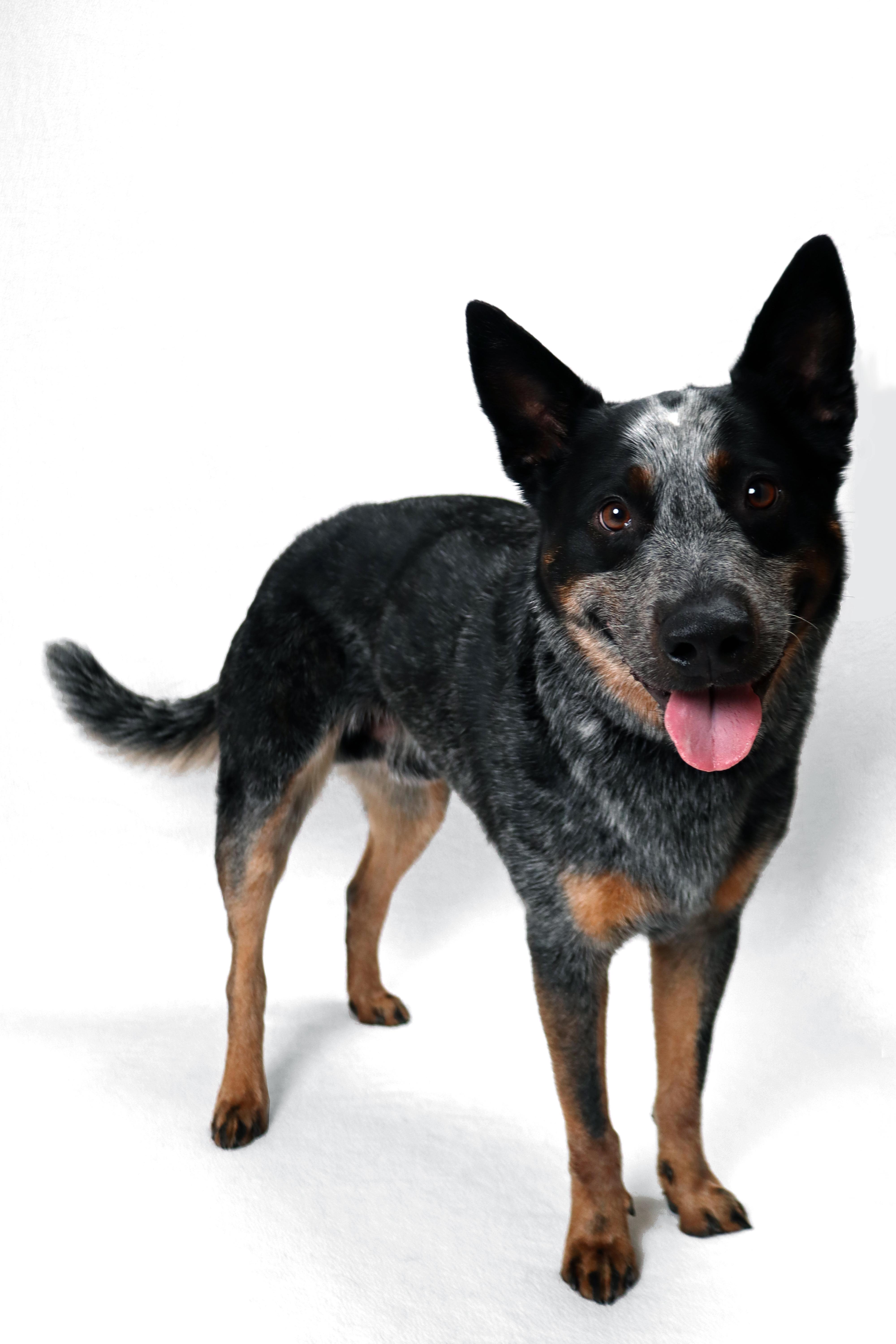 Enlarge Tucker (Salem, OR), a ADOPTABLE mixed breed in Mount Vernon, WA image 4/6