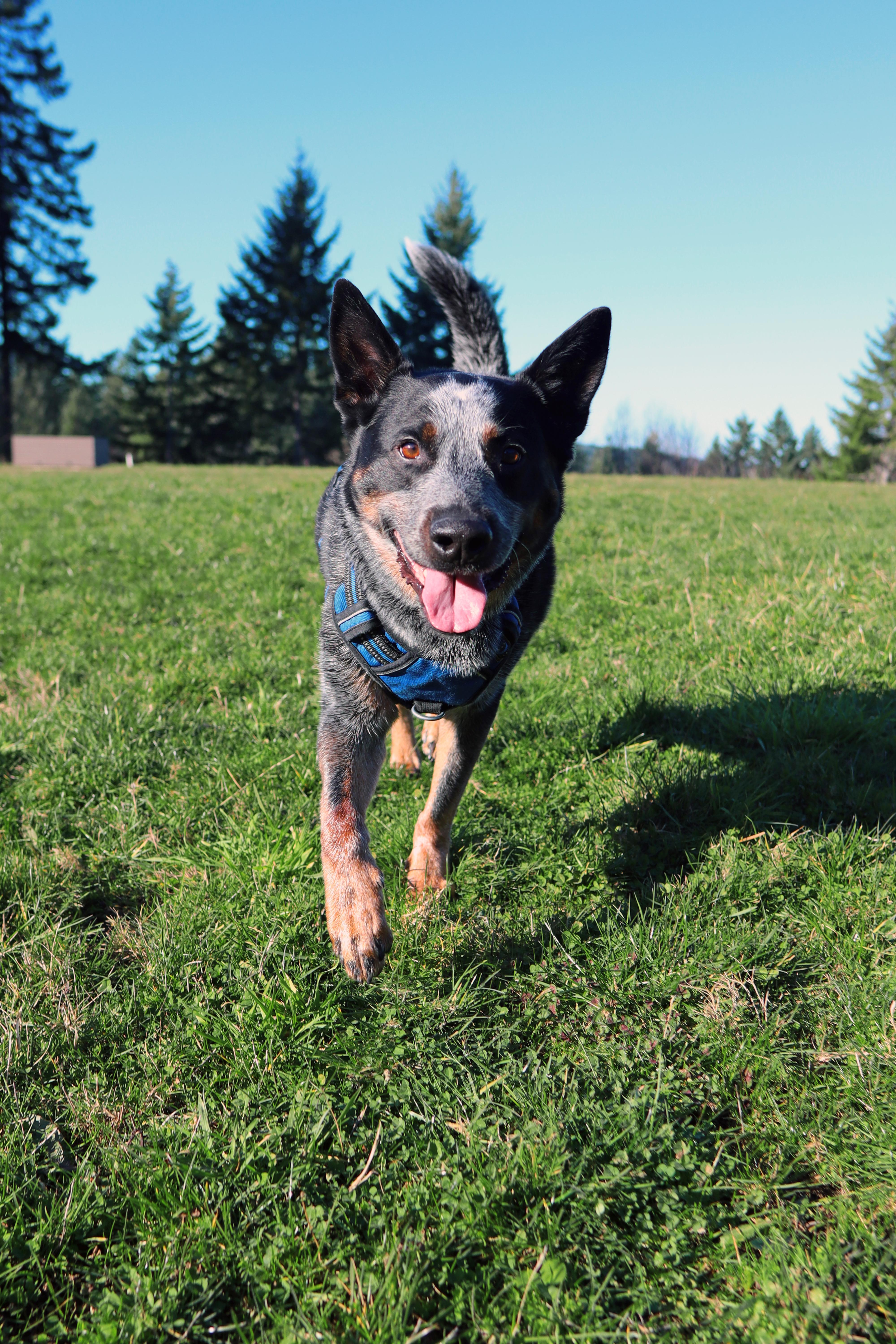 Tucker (Salem, OR), ADOPTABLE, Adult Male Australian Cattle Dog / Blue Heeler & Cattle Dog.
