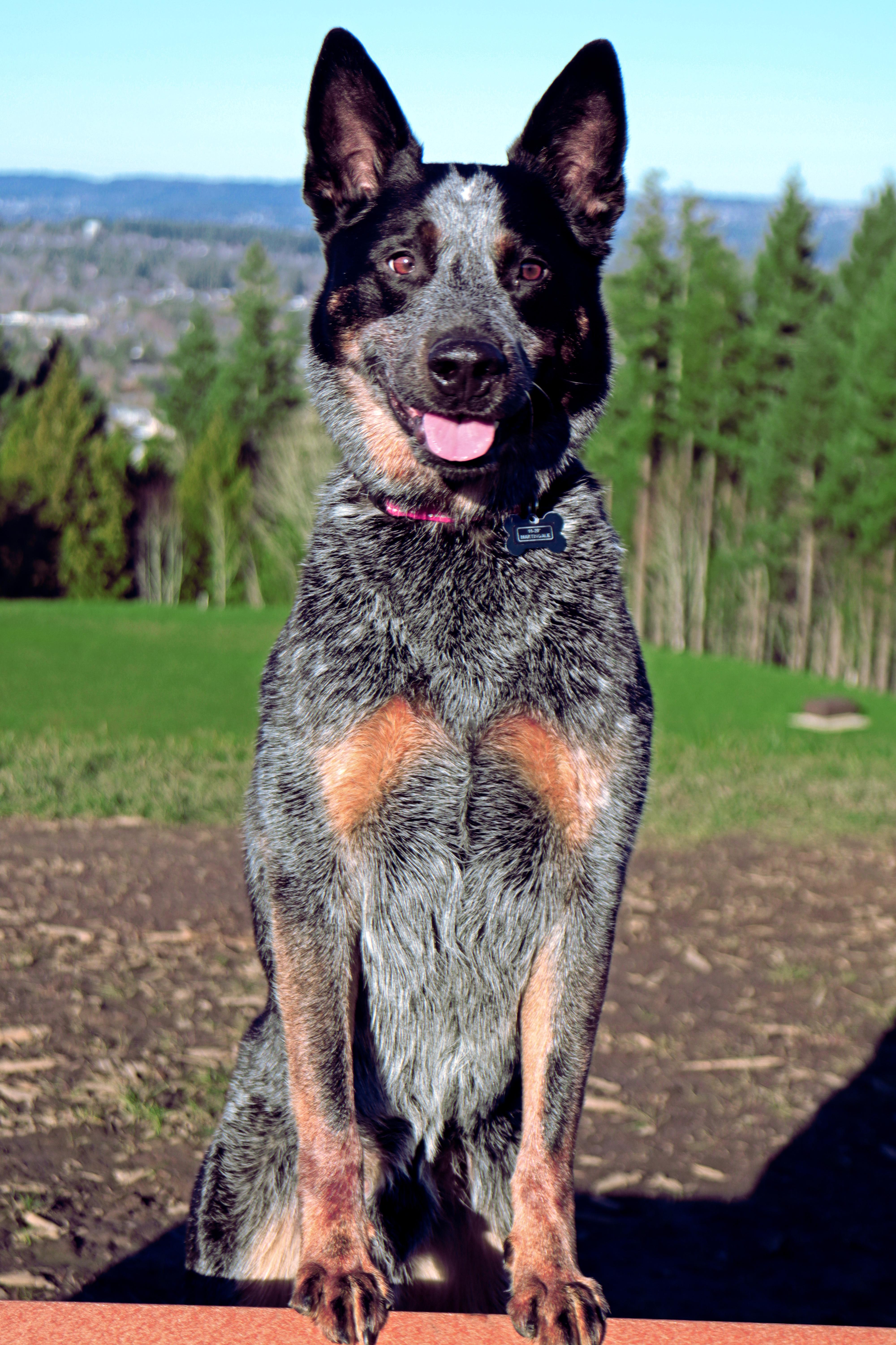Enlarge Tucker (Salem, OR), a ADOPTABLE mixed breed in Mount Vernon, WA image 3/6