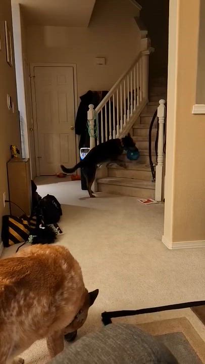 Enlarge Tucker (Salem, OR), a ADOPTABLE mixed breed in Mount Vernon, WA video 6/6