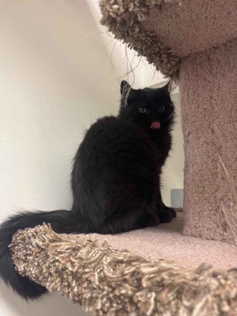 Enlarge Egg Noggy, a Adoptable mixed breed in Winnipeg, MB image 1/4