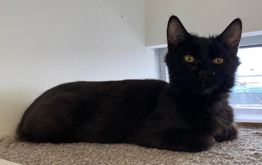 Enlarge Egg Noggy, a Adoptable mixed breed in Winnipeg, MB image 2/4