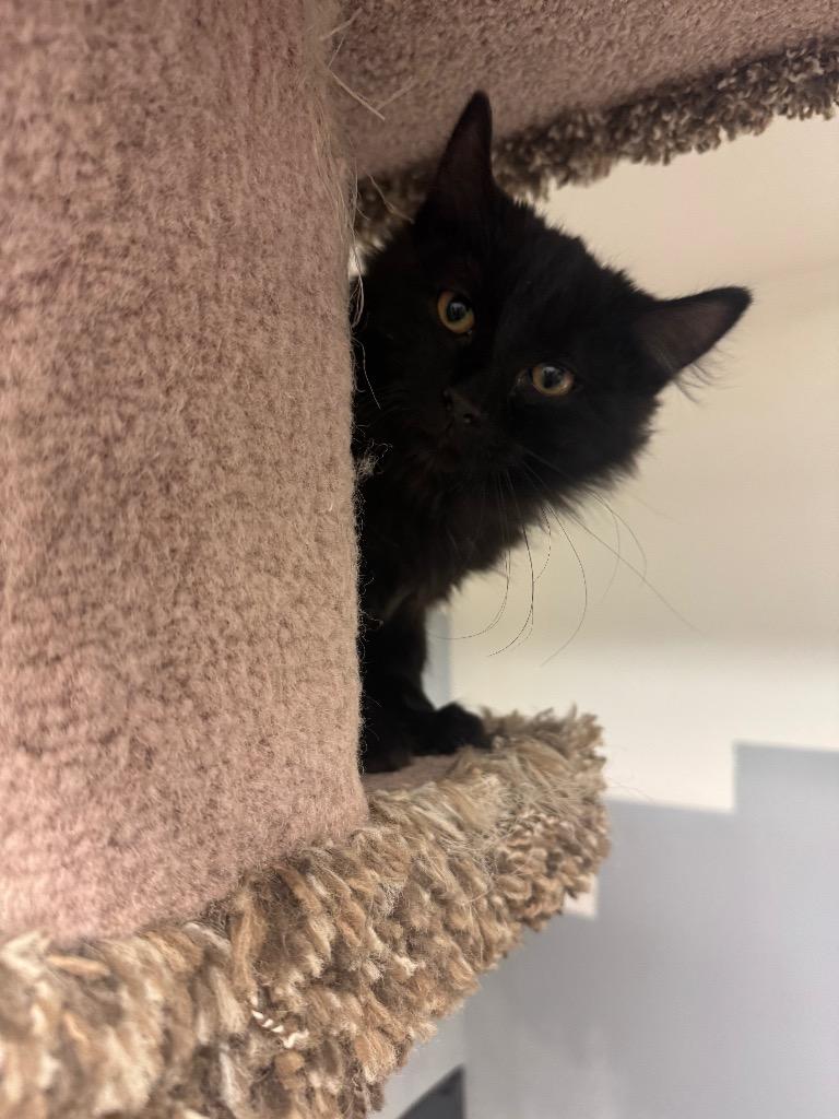 Enlarge Egg Noggy, a Adoptable mixed breed in Winnipeg, MB image 3/4