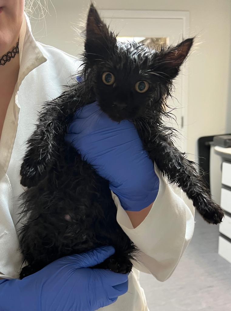 Enlarge Egg Noggy, a Adoptable mixed breed in Winnipeg, MB image 4/4