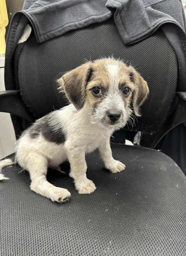 Sweetie, a Adoptable mixed breed in Rye, NY image 3/5