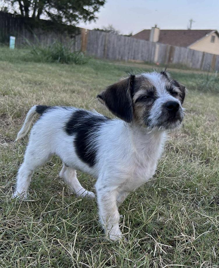Sweetie, a Adoptable mixed breed in Rye, NY image 4/5