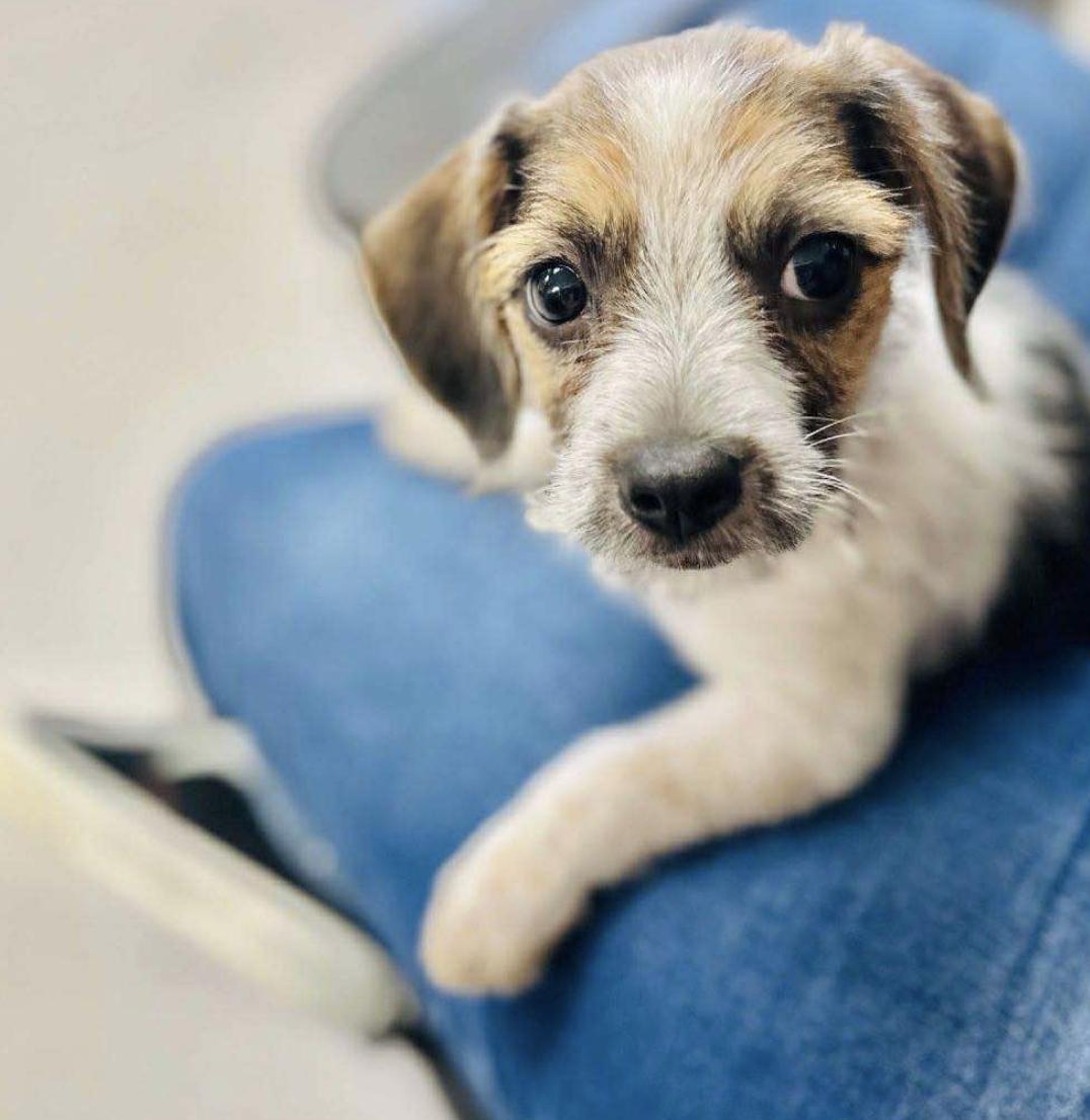 Sweetie, Adoptable, Puppy Male Jack Russell Terrier & Mixed Breed.