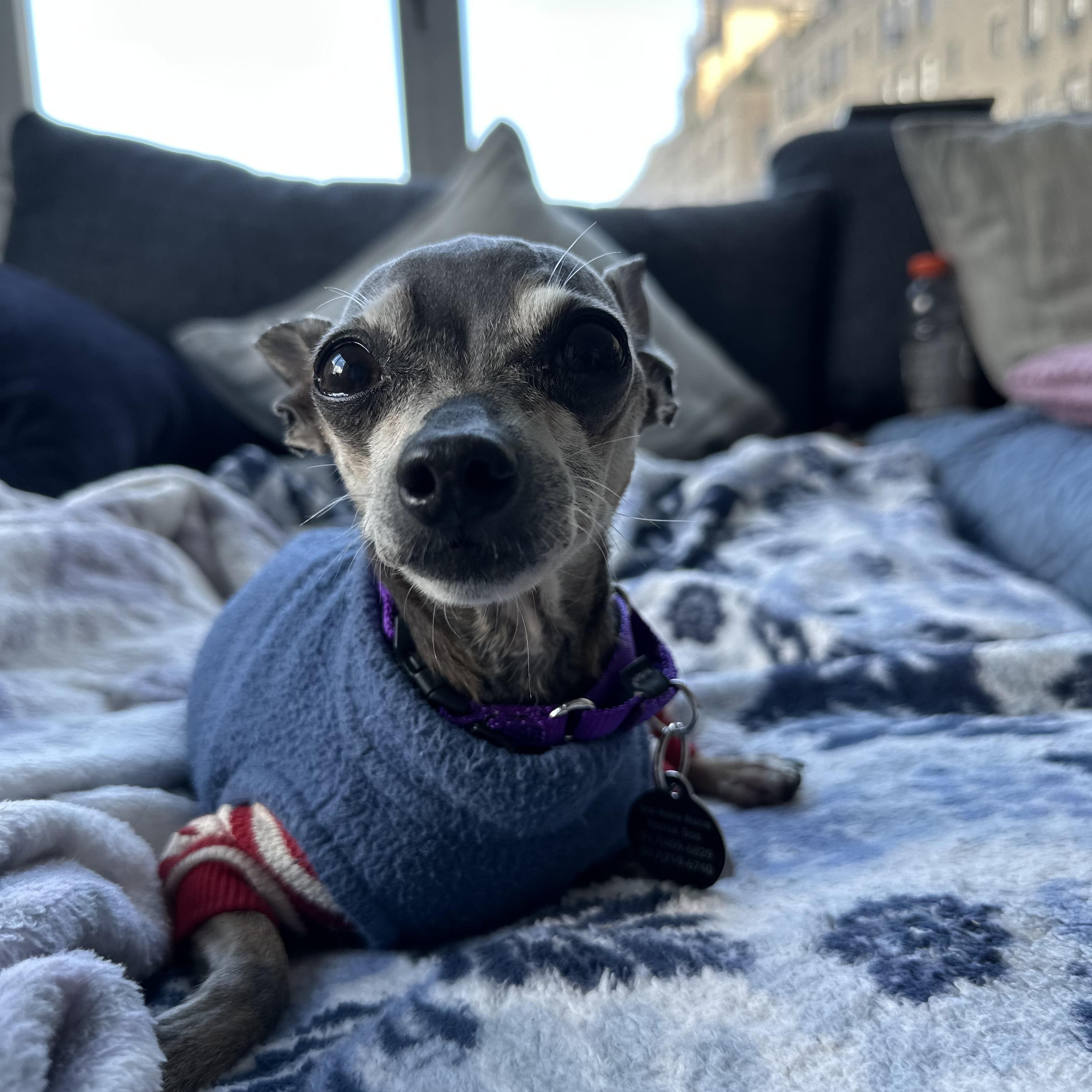 Enlarge Hairy, a Adopted mixed breed in Brooklyn, NY image 5/6