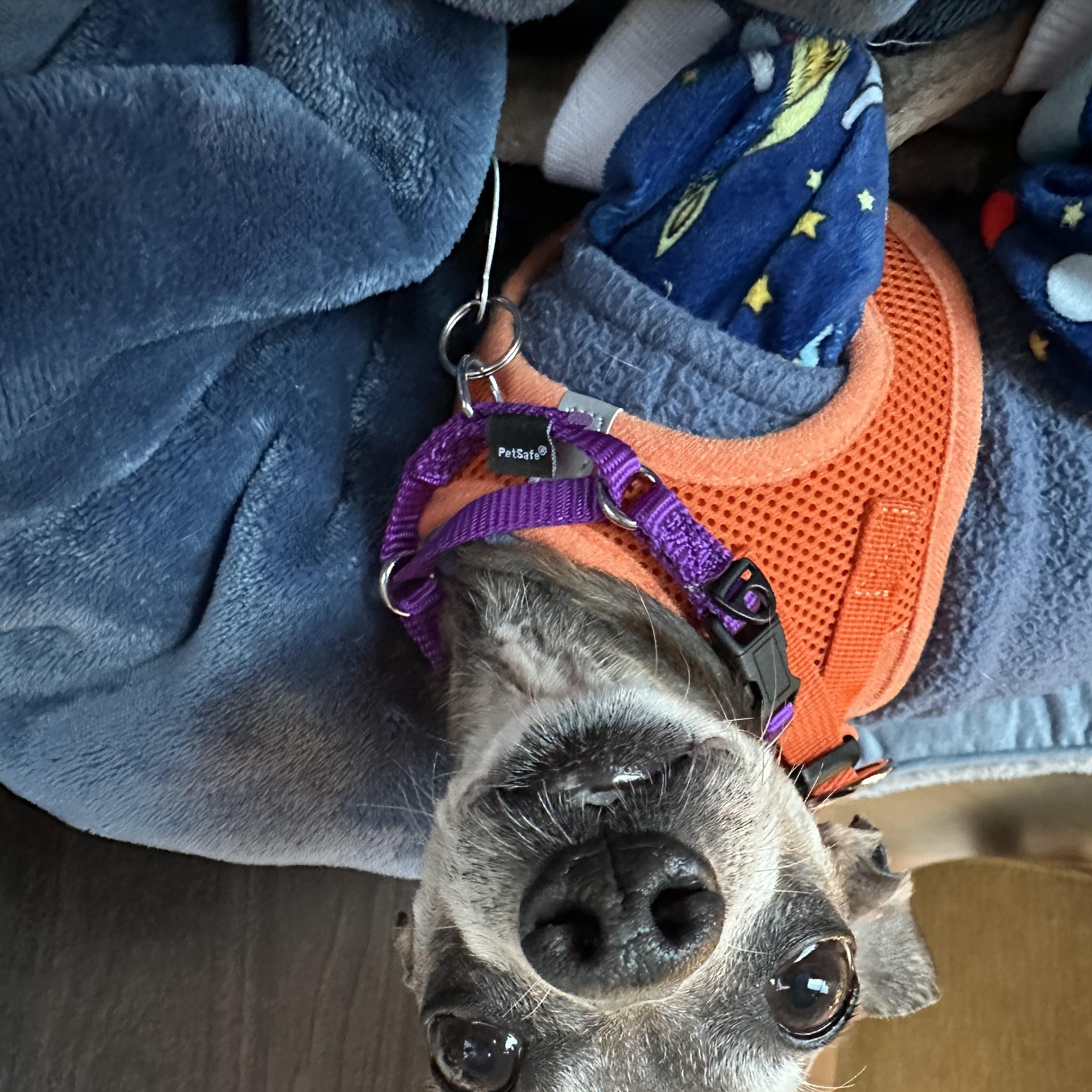 Enlarge Hairy, a Adopted mixed breed in Brooklyn, NY image 4/6