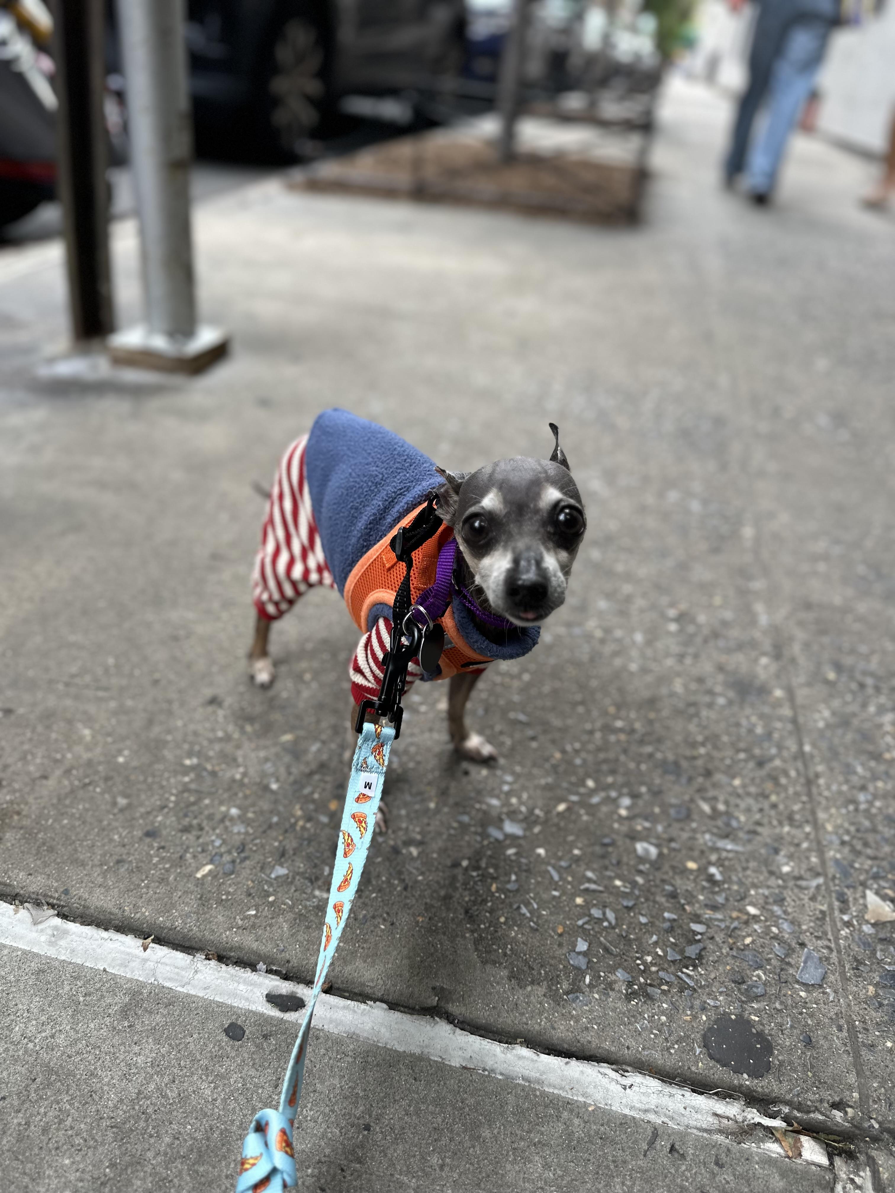 Enlarge Hairy, a Adopted mixed breed in Brooklyn, NY image 6/6