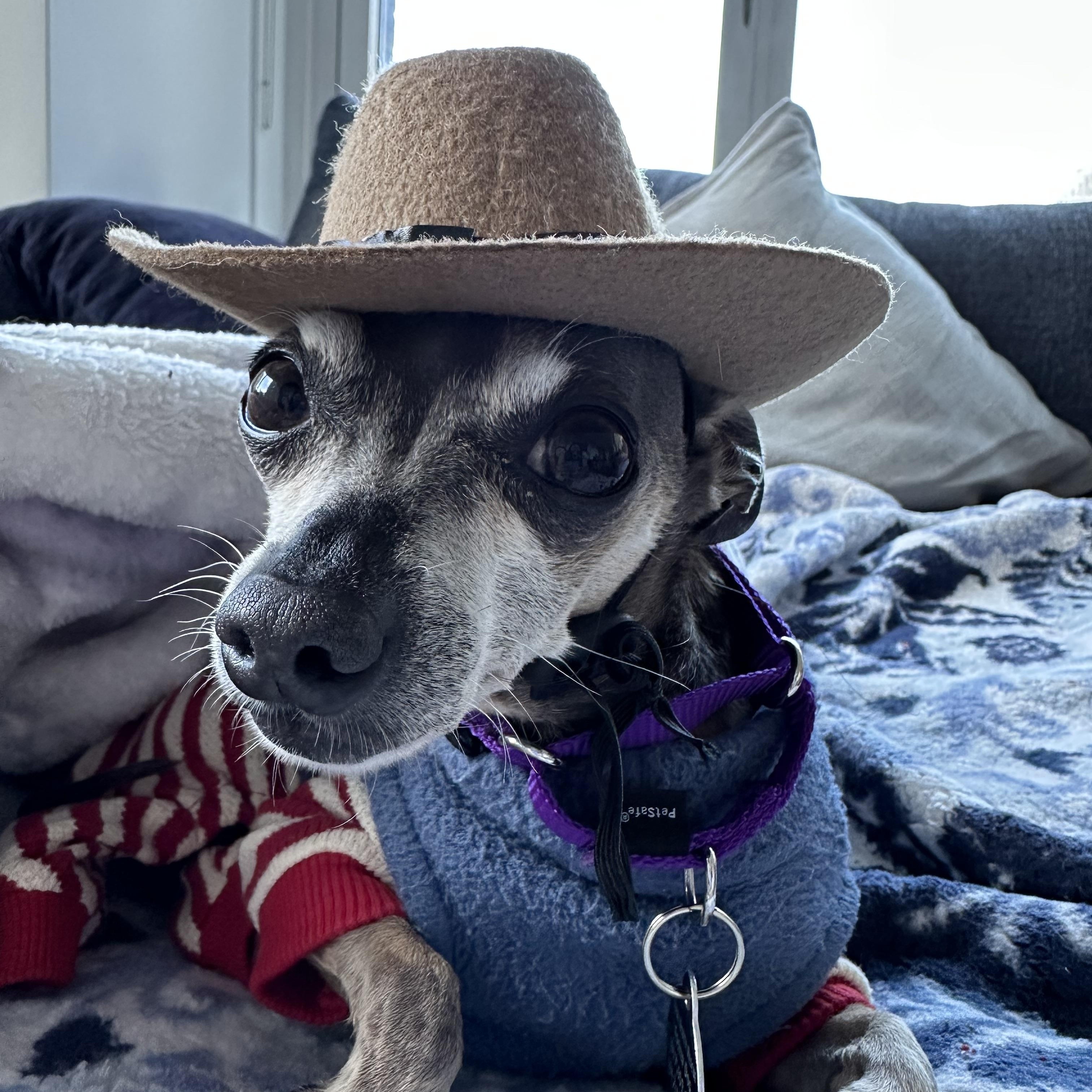 Enlarge Hairy, a Adopted mixed breed in Brooklyn, NY image 1/6