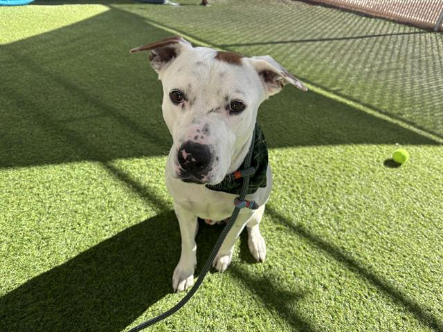 Enlarge YETI, a Adoptable mixed breed in Phoenix, AZ image 1/1