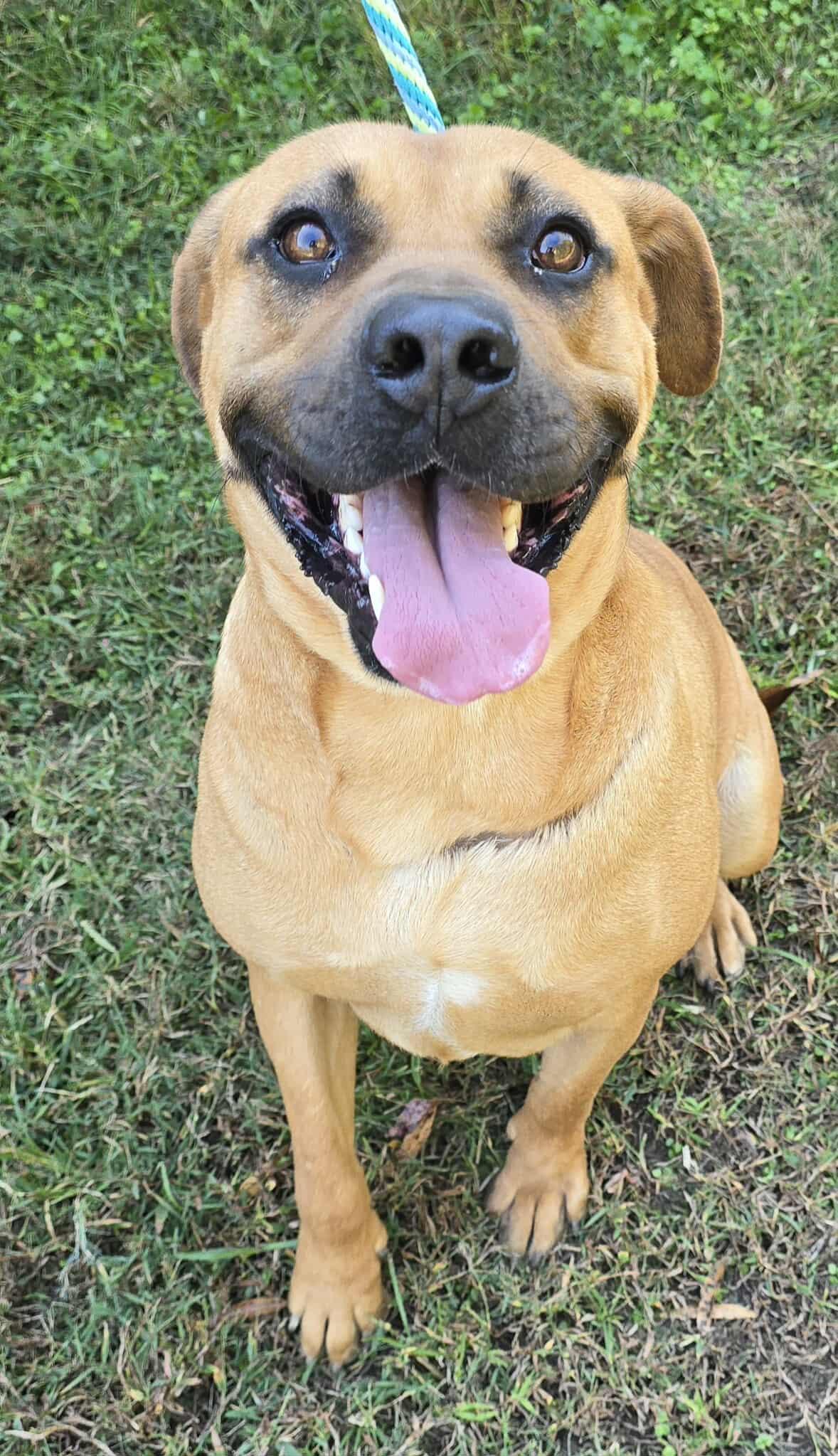 Bon Jovi, a Adoptable mixed breed in Newport, TN image 1/6