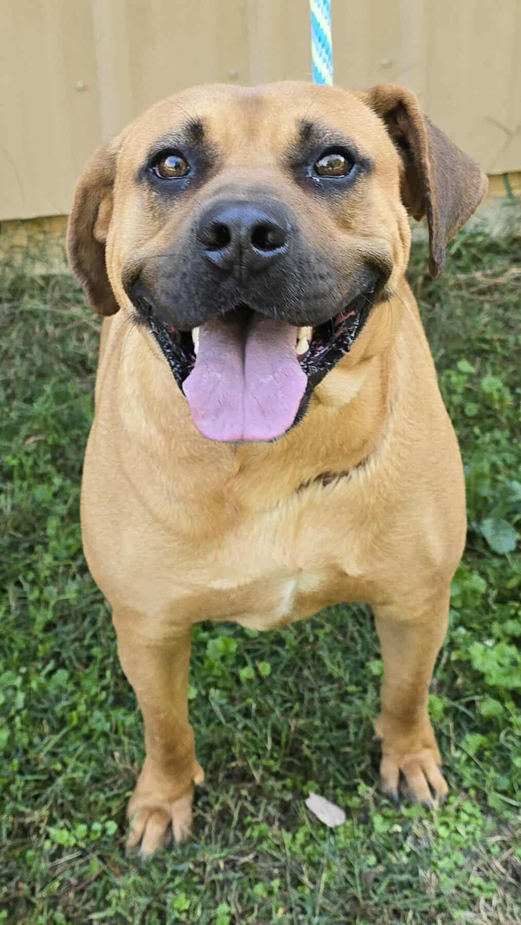 Bon Jovi, a Adoptable mixed breed in Newport, TN image 2/6