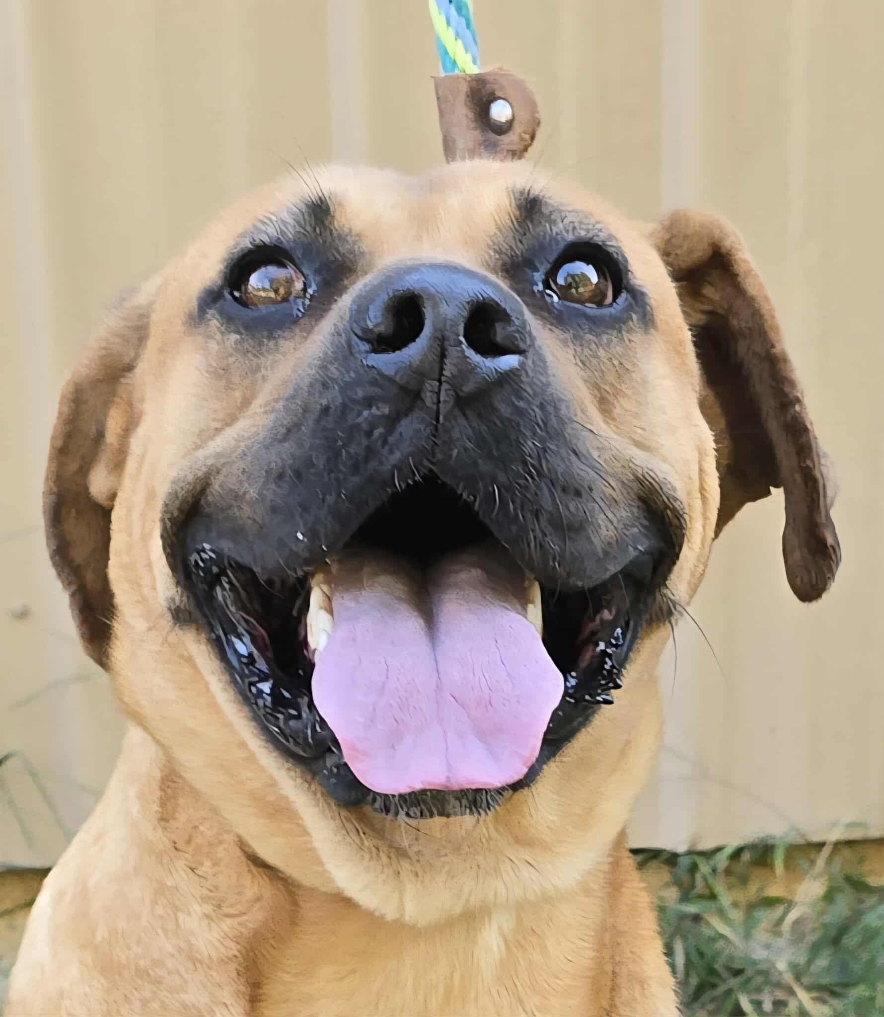 Bon Jovi, Adoptable, Adult Male Mastiff.