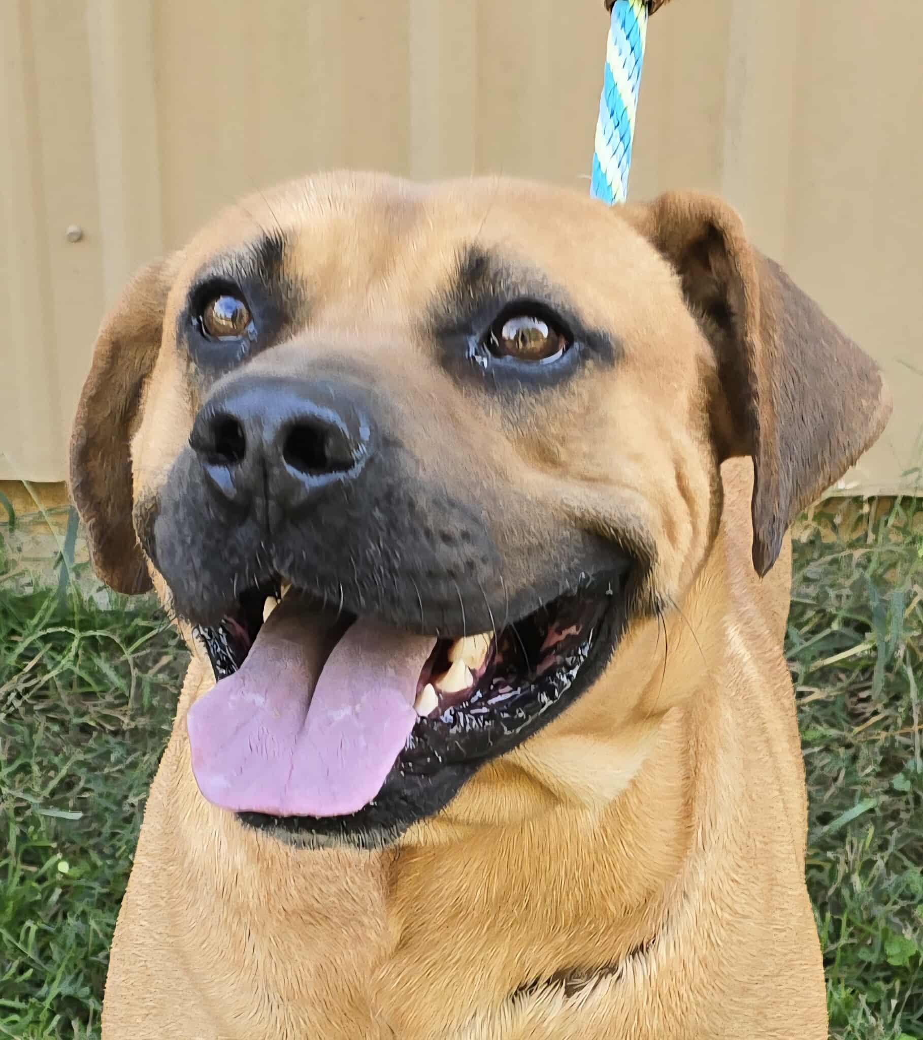 Bon Jovi, a Adoptable mixed breed in Newport, TN image 5/6