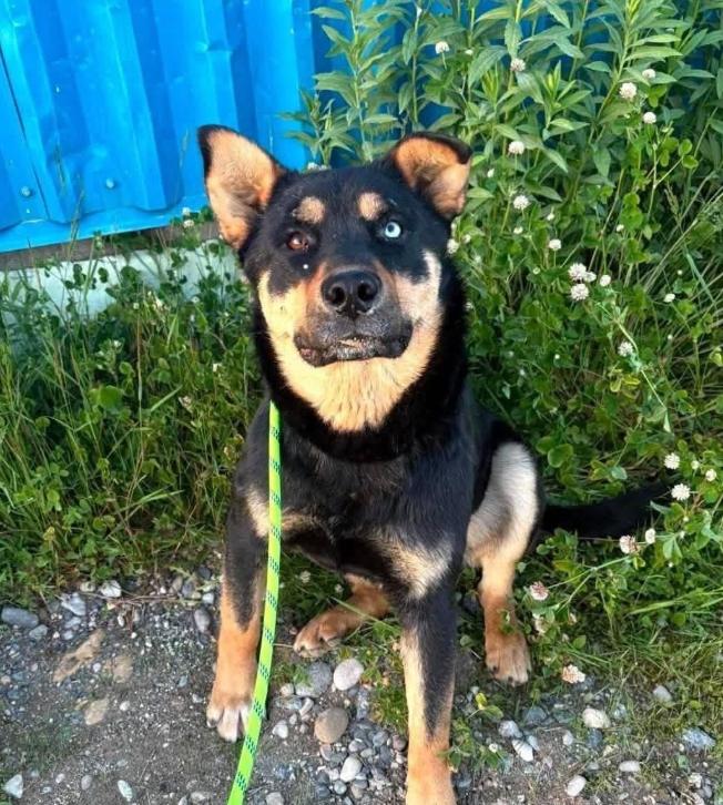 Enlarge Bud, an adopted Mixed Breed in Woodstock, ON image 1/1