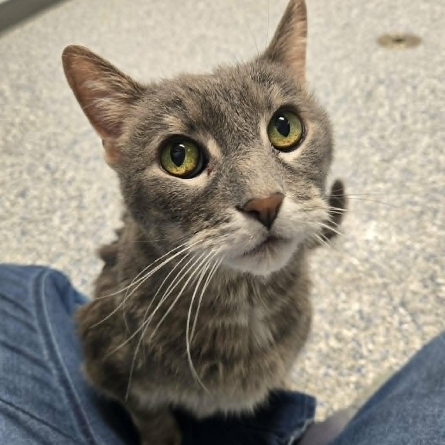 Norman, adoptable, Senior Male Domestic Short Hair.