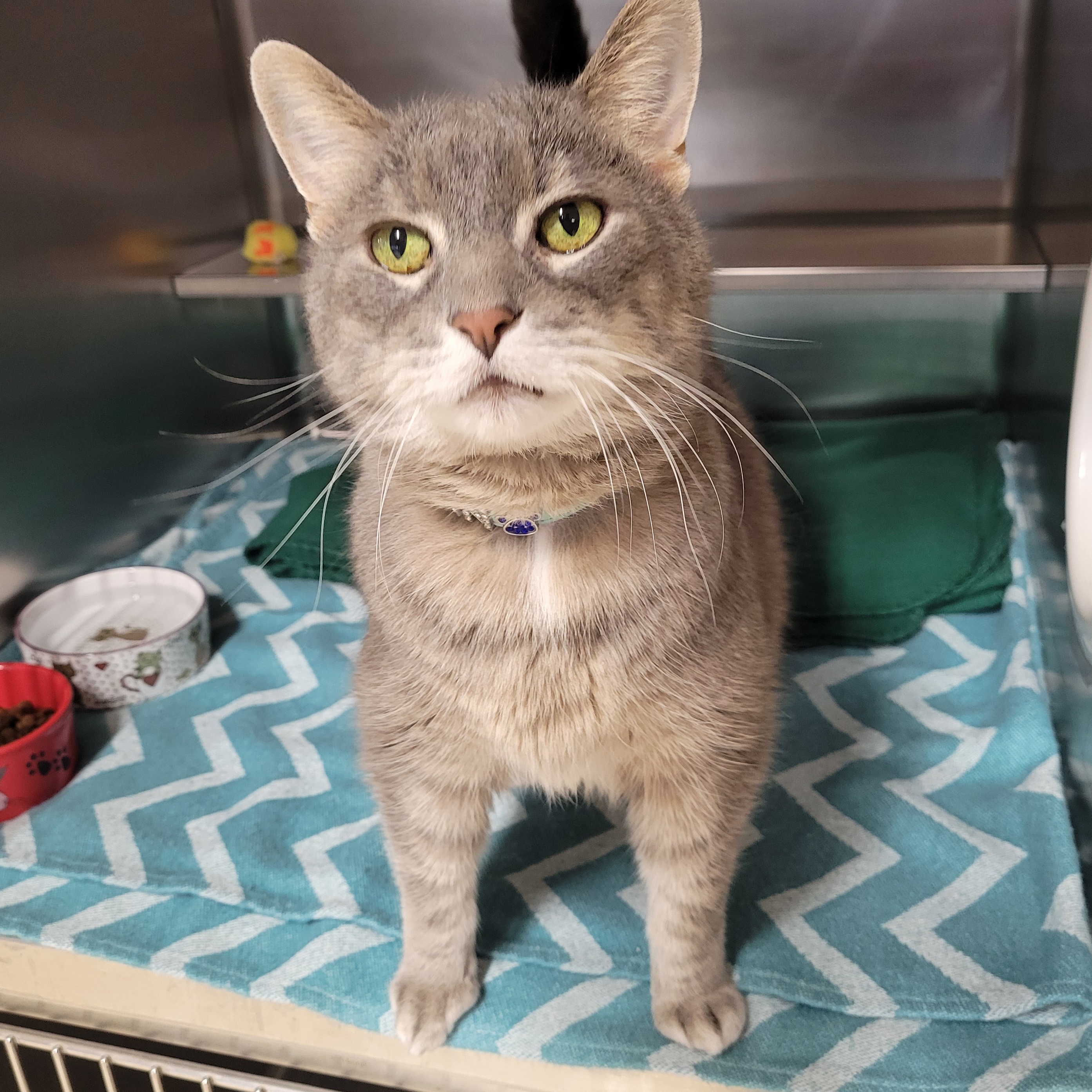 Enlarge Norman, an adoptable Domestic Short Hair in Watertown, WI image 3/3