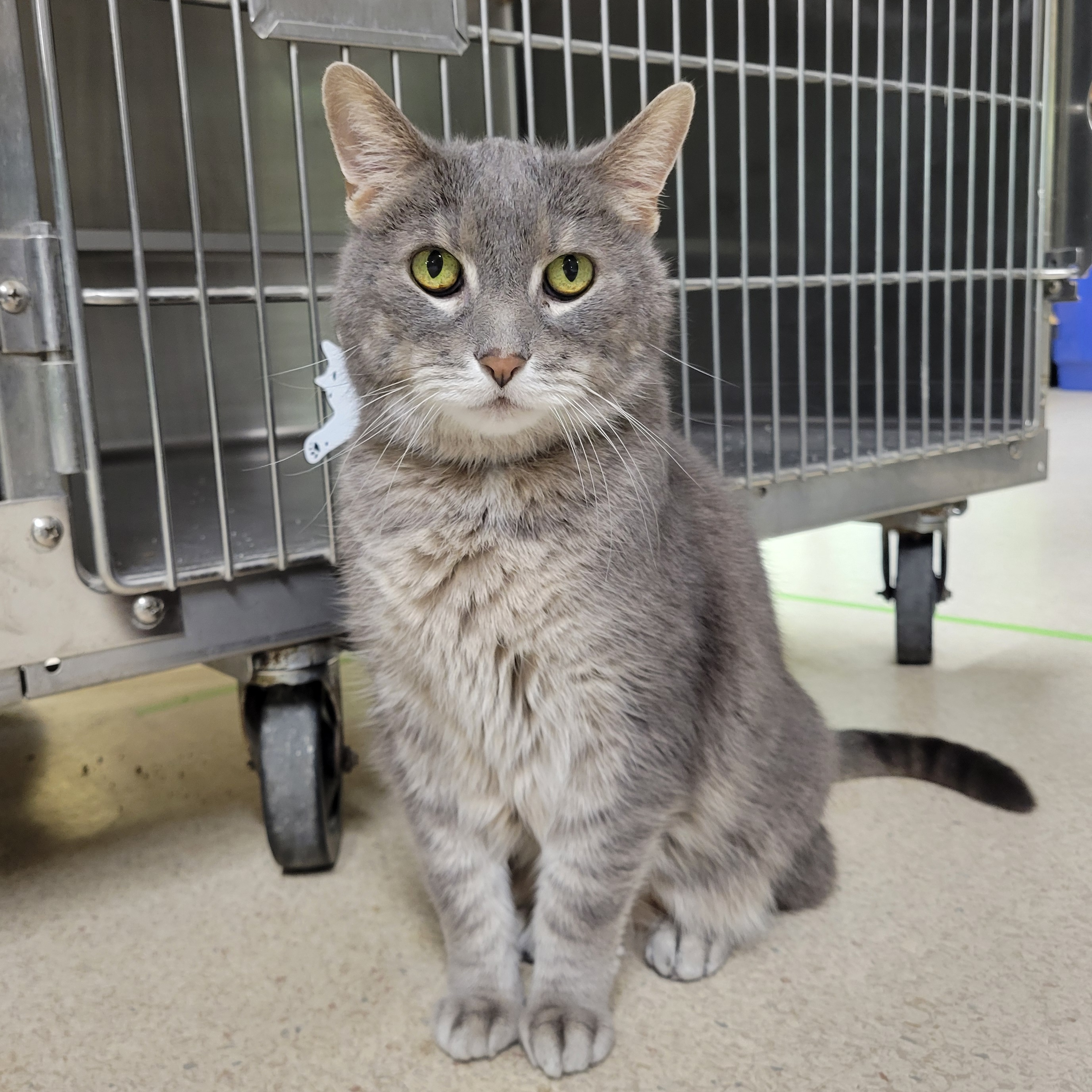 Enlarge Norman, an adoptable Domestic Short Hair in Watertown, WI image 2/3