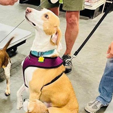 Tammy Charles, a Adoptable mixed breed in Waldorf, MD image 1/10