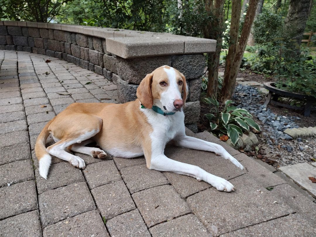 Tammy Charles, a Adoptable mixed breed in Waldorf, MD image 2/10