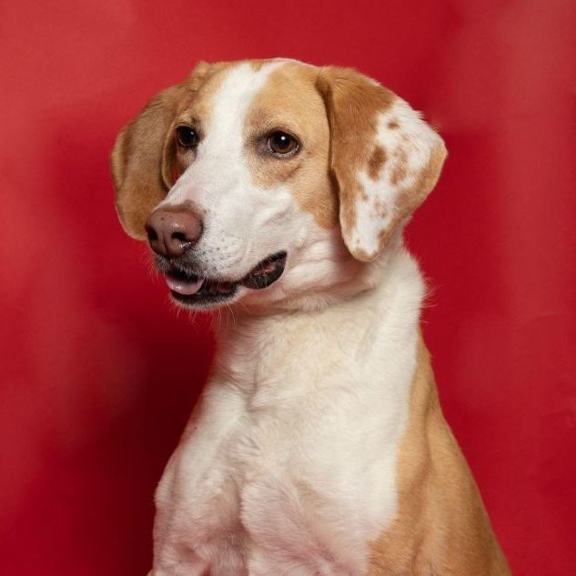 Tammy Charles, a Adoptable mixed breed in Waldorf, MD image 3/10