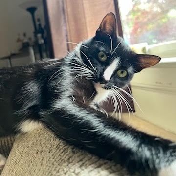 Hi, I'M LOCAL - Peanut, Adopted, Young Female Domestic Short Hair.