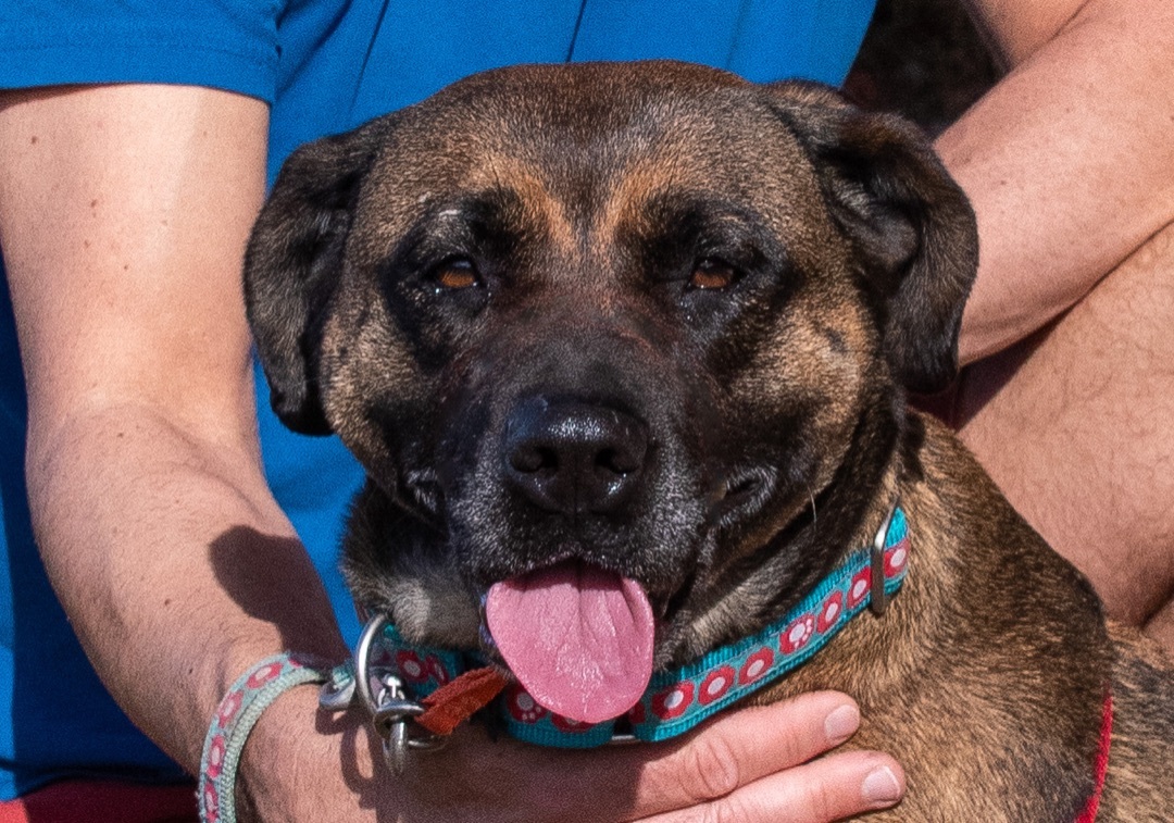 Rachel, Adoptable, Young Female Shepherd.