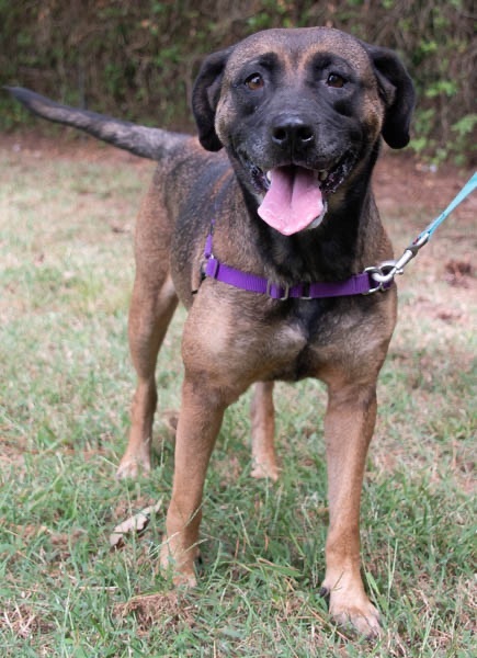 Rachel, Adoptable, Young Female Shepherd.