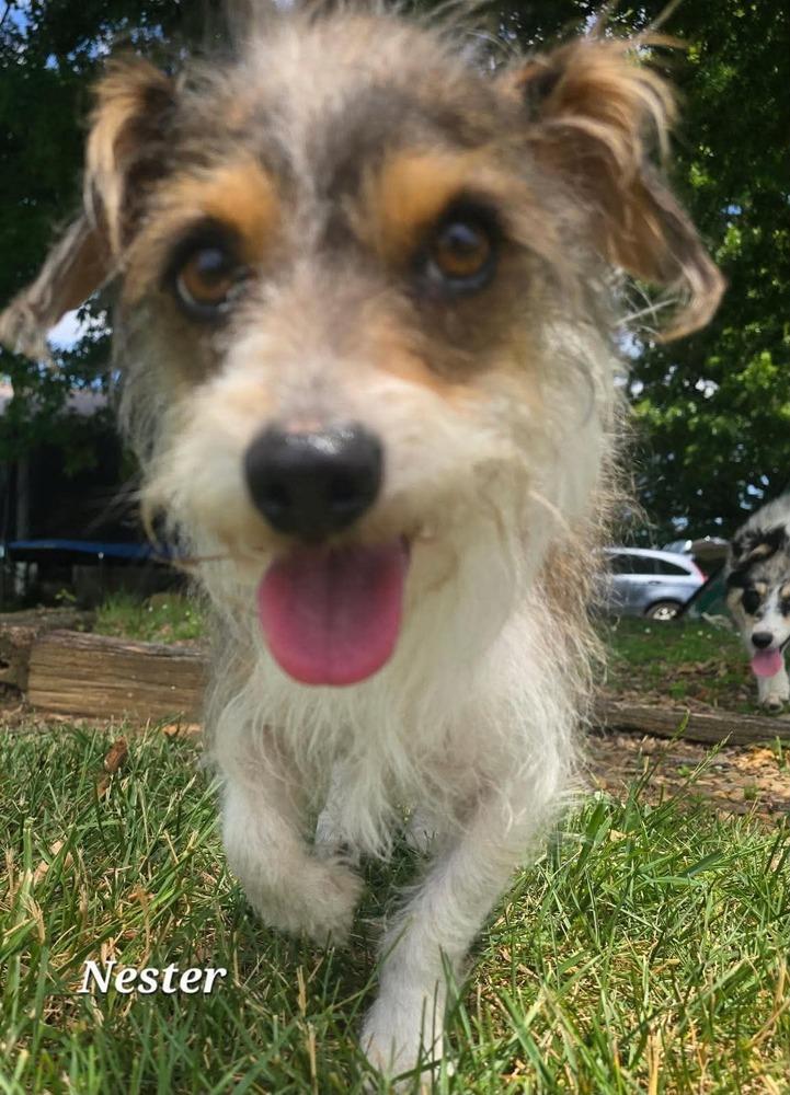 Enlarge Nester, a Adoptable mixed breed in Middletown, CT image 1/3