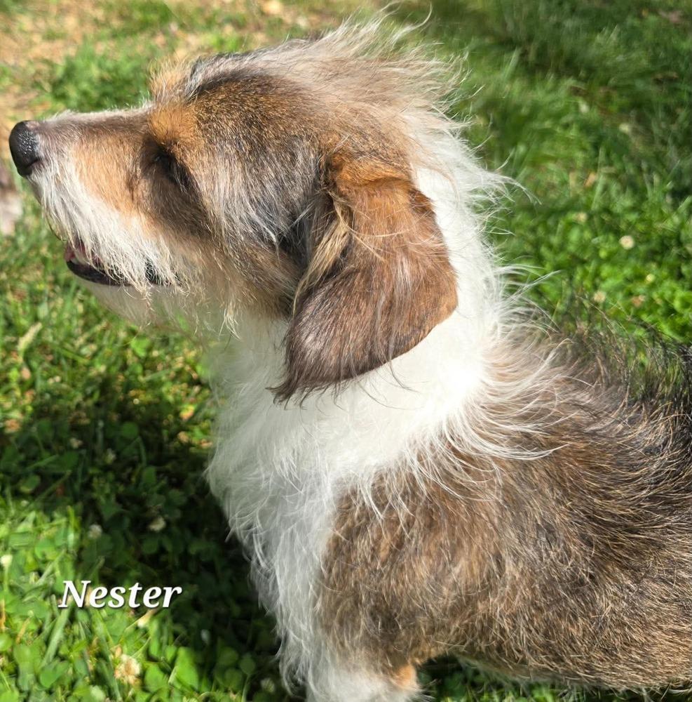 Enlarge Nester, a Adoptable mixed breed in Middletown, CT image 3/3