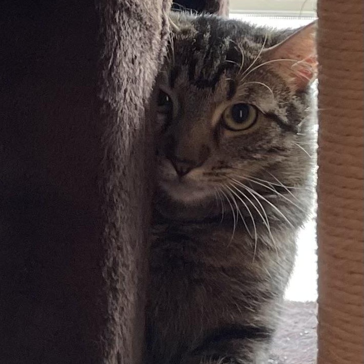 Enlarge Lexus, a Adoptable Tabby in Denver, NC image 1/2