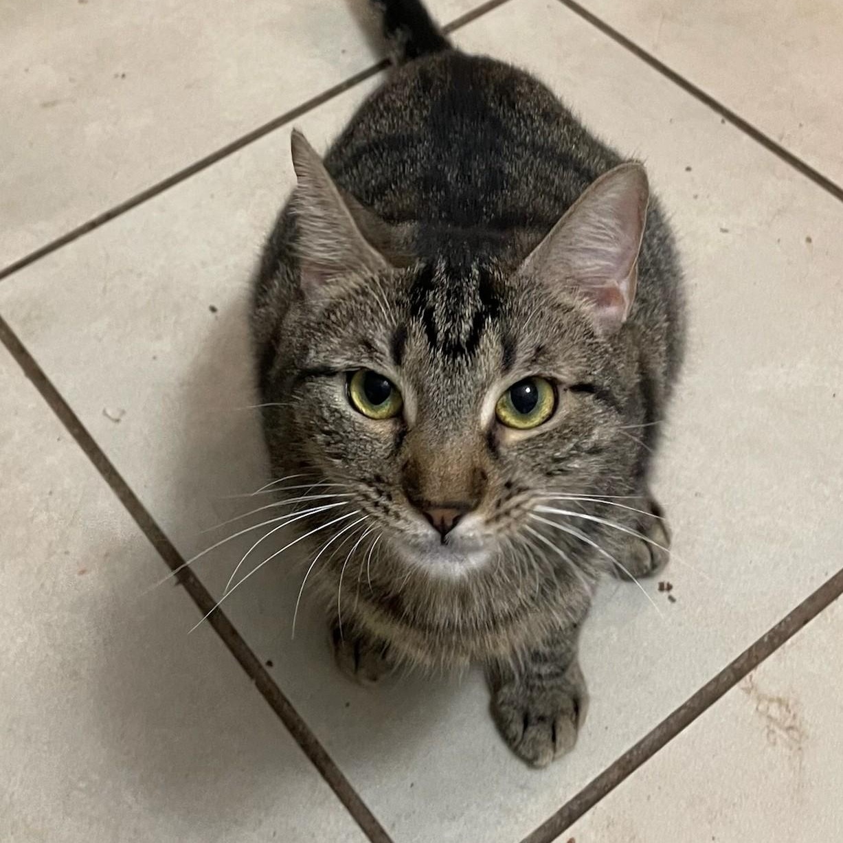 Enlarge Lexus, a Adoptable Tabby in Denver, NC image 2/2