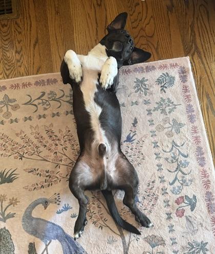 Enlarge Little Mac 51503, a ADOPTABLE Mixed Breed in Oklahoma City, OK image 2/3