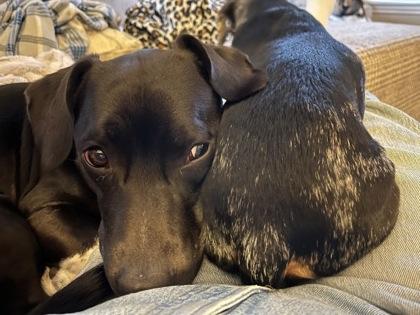 Enlarge Little Mac 51503, a ADOPTABLE Mixed Breed in Oklahoma City, OK image 3/3