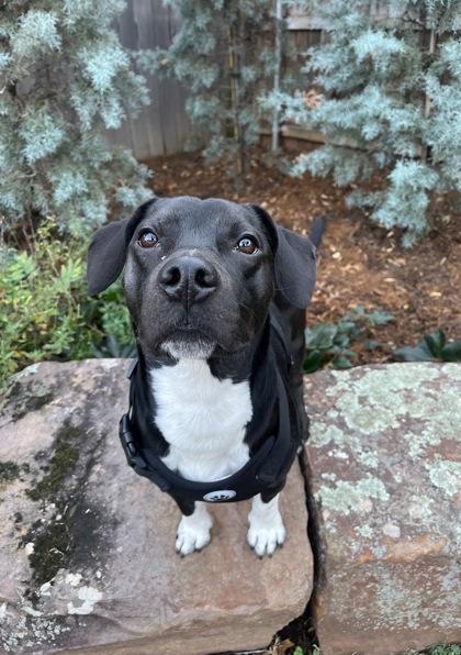 Little Mac 51503, ADOPTABLE, Adult Male Mixed Breed.