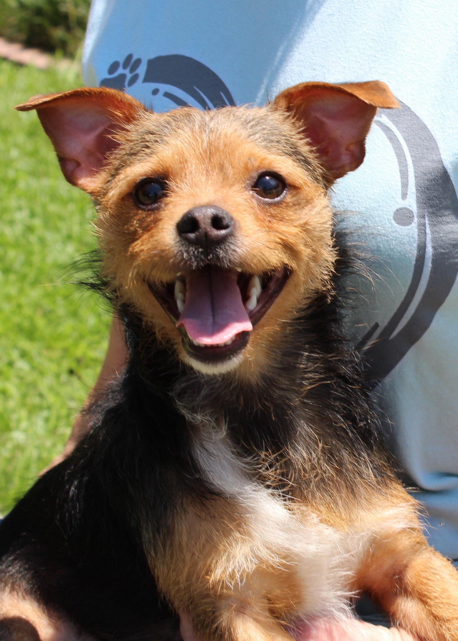 Fat Boy 43846, a Adopted mixed breed in Prattville, AL image 1/3