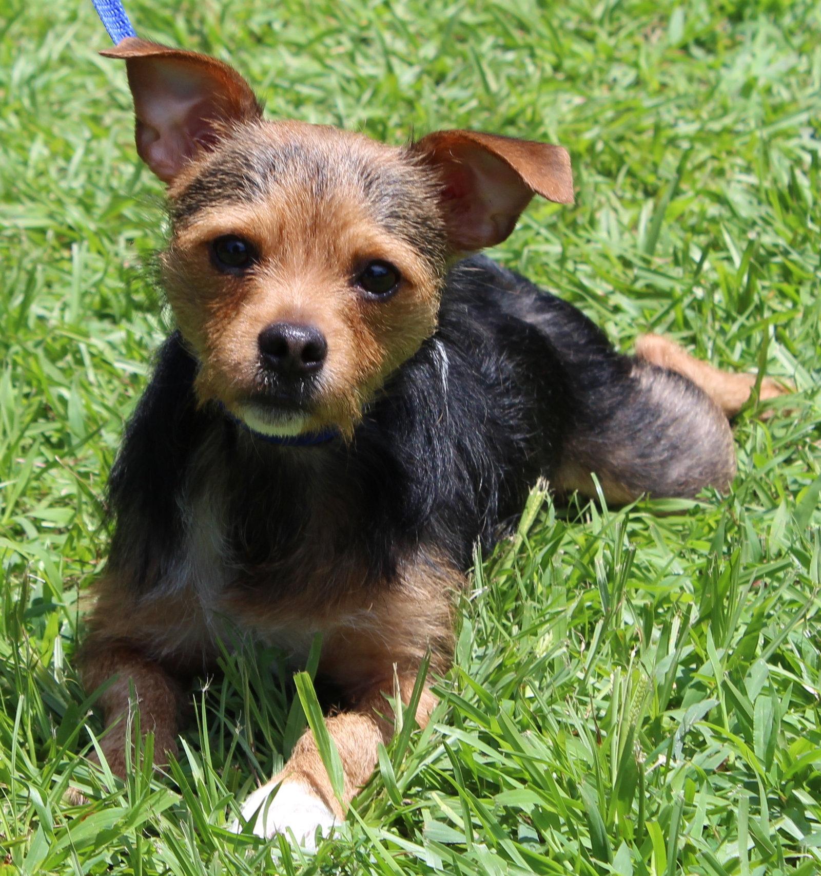 Fat Boy 43846, a Adopted mixed breed in Prattville, AL image 2/3