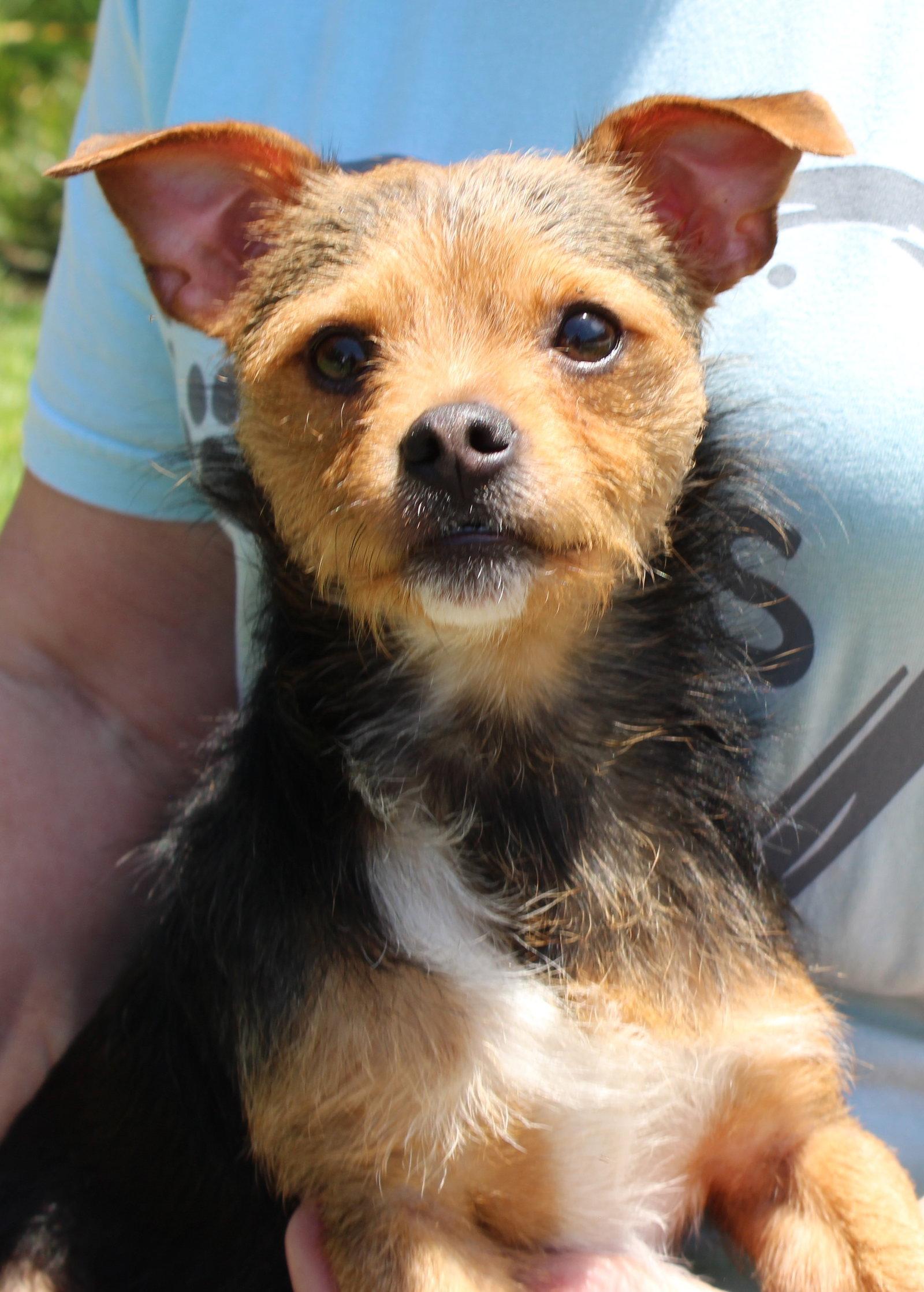 Fat Boy 43846, a Adopted mixed breed in Prattville, AL image 3/3