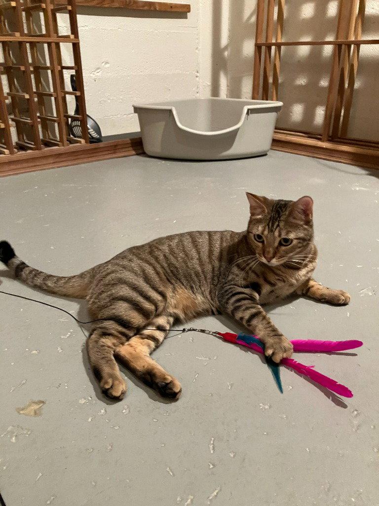 Cleo/Mabel, a Adoptable Domestic Short Hair in St. Helens, OR image 1/3