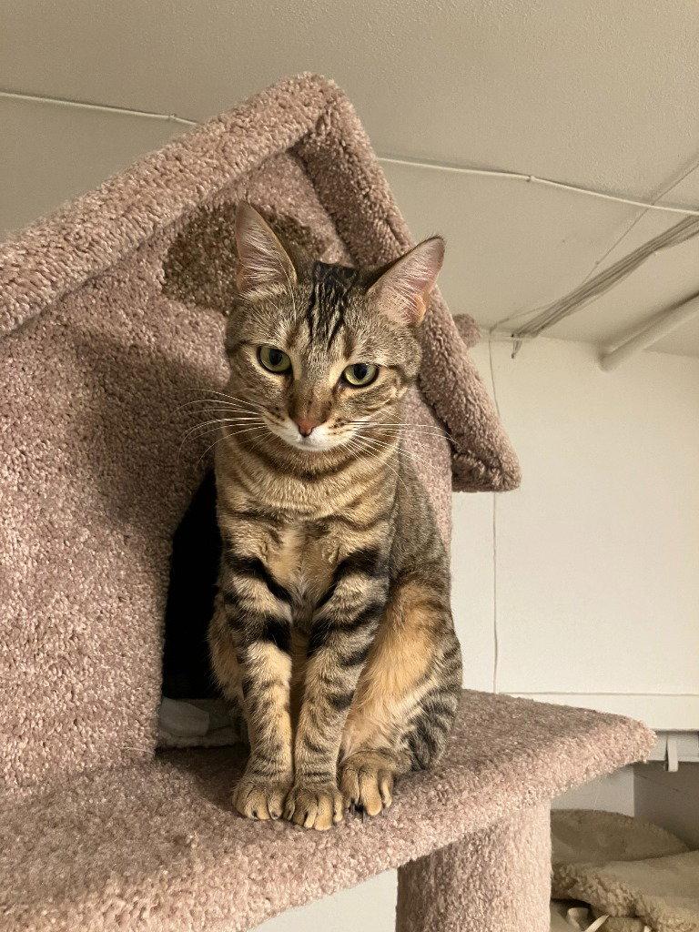 Cleo/Mabel, a Adoptable Domestic Short Hair in St. Helens, OR image 2/3