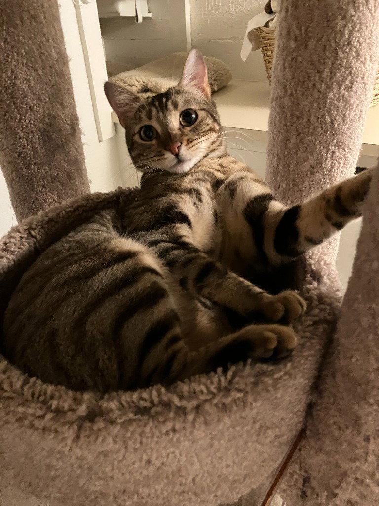 Cleo/Mabel, a Adoptable Domestic Short Hair in St. Helens, OR image 3/3