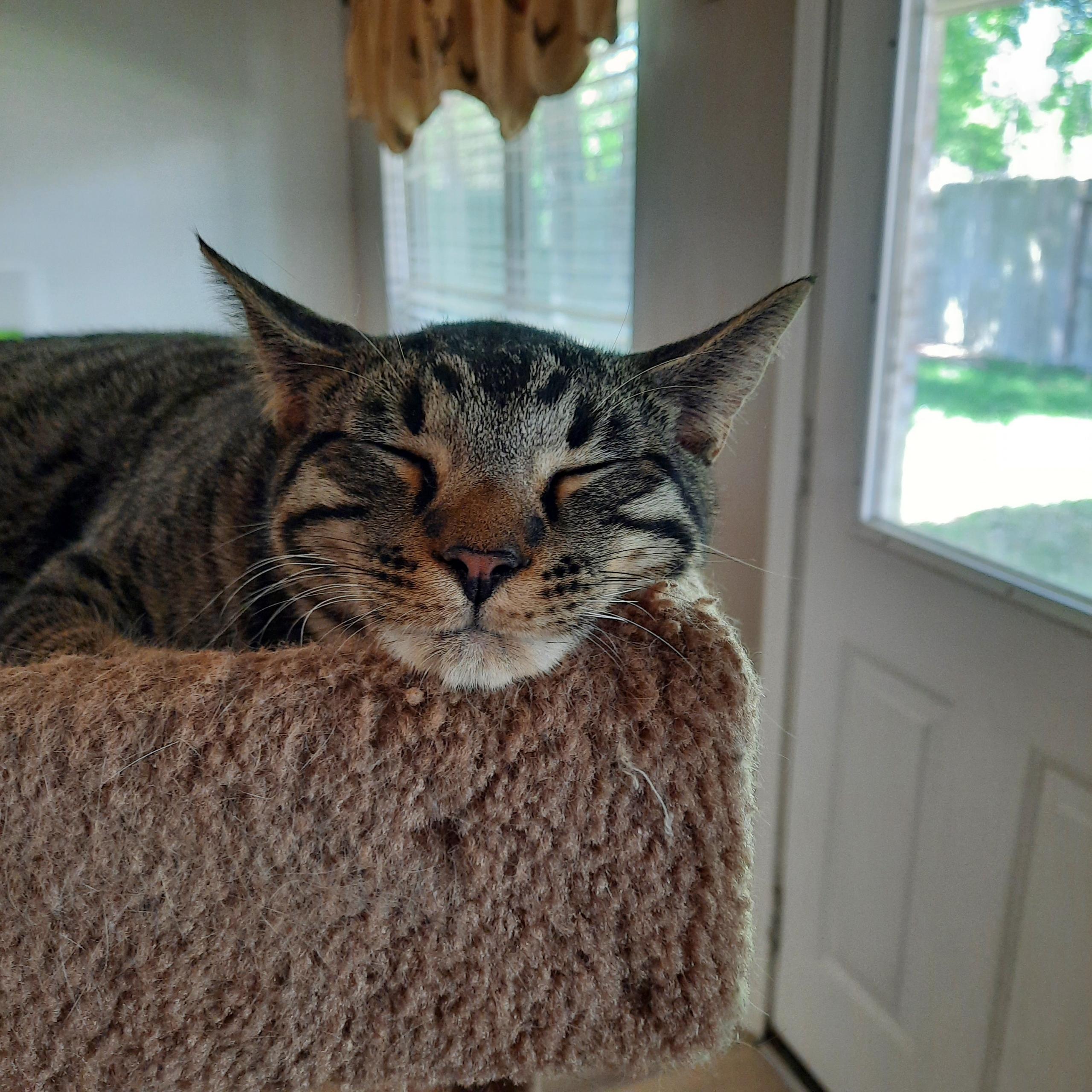 Enlarge Boo Boo, a ADOPTABLE Domestic Short Hair in Huffman, TX image 1/5